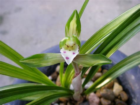 客厅摆什么植物风水好_客厅适合摆放哪些风水植物,第23张