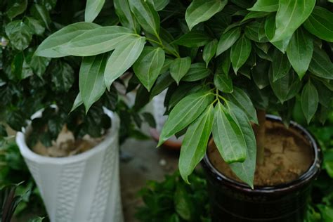 十大客厅风水植物_十大客厅风水植物旺财,第12张