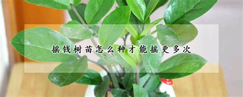 十大客厅风水植物名称_十大客厅风水植物乔木,第24张