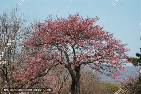 凶树吉树有哪些_十大凶树十大吉树,第19张