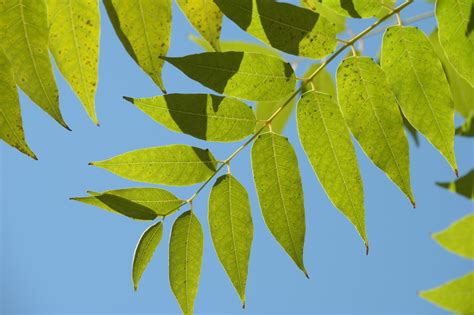 门前风水十大吉祥花_门前风水十大吉祥树,第27张