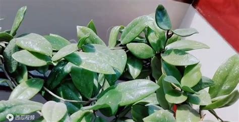 家里养铜钱草有什么风水禁忌_在家养铜钱草有什么讲究,第3张 家里养铜钱草有什么风水禁忌_在家养铜钱草有什么讲究,第3张