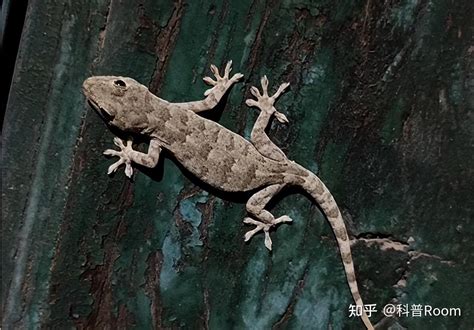 家里进壁虎的真正预兆_守住家财逃避灾祸(吉利象征),第14张 家里进壁虎的真正预兆_守住家财逃避灾祸(吉利象征),第14张