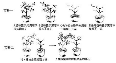 竹子开花意味着什么_风水学竹子开花意味着什么,第4张