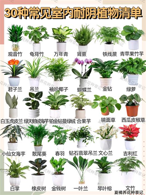 办公室风水植物怎么摆_办公室风水植物摆放的6大禁忌,第3张