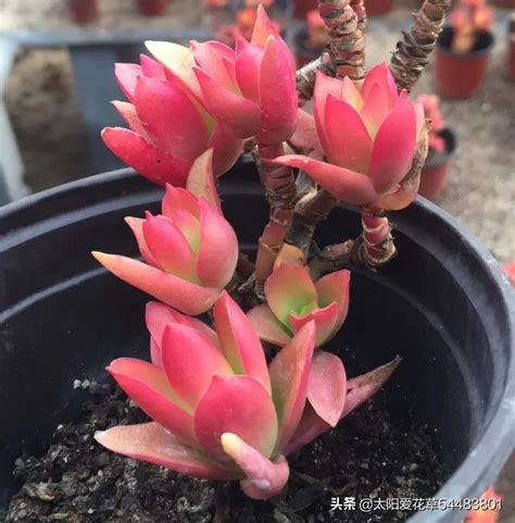 十种旺财又旺宅的果树_十种旺财又旺宅的多肉,第14张 十种旺财又旺宅的果树_十种旺财又旺宅的多肉,第14张