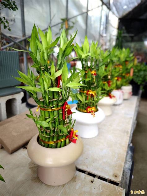 竹子的寓意和象征_竹子的寓意和象征风水,第10张 竹子的寓意和象征_竹子的寓意和象征风水,第10张