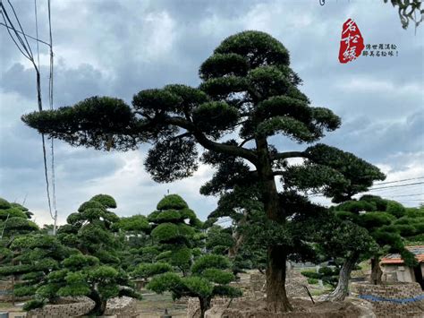 院子里种什么树风水好又旺财_北方农村院子里种什么树风水好又旺财,第3张