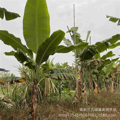 凶树吉树有哪些_十大凶树十大吉树,第10张