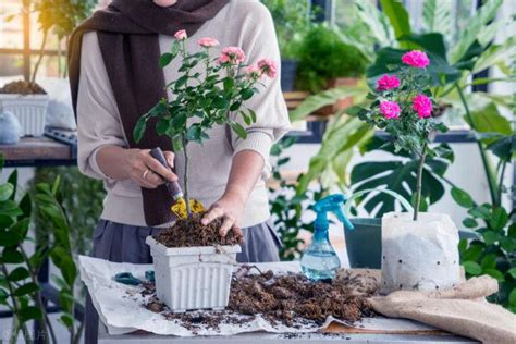 家里的植物死了预示着什么_家里的植物死了的风水预示是什么,第8张