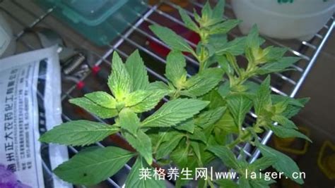 家里放薄荷不吉利_薄荷在家里有忌讳吗,第8张