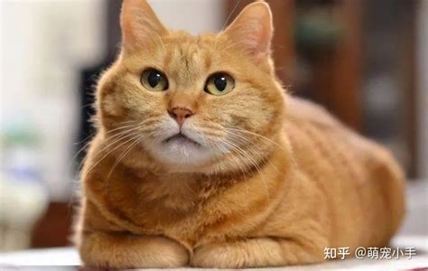 猫的寓意和象征_猫的寓意和象征风水,第9张