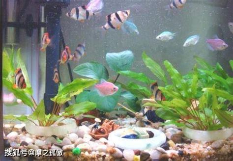 风水鱼有哪些_风水鱼的讲究,第14张