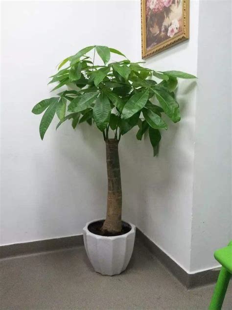 客厅最好养不容易死的植物_客厅最好养的植物排名,第14张