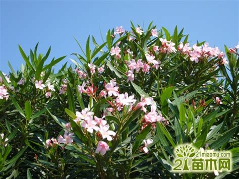 家居风水植物_家里种植什么植物对风水最好,第5张