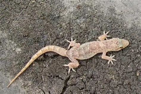 家里进壁虎的真正预兆_守住家财逃避灾祸(吉利象征),第15张 家里进壁虎的真正预兆_守住家财逃避灾祸(吉利象征),第15张