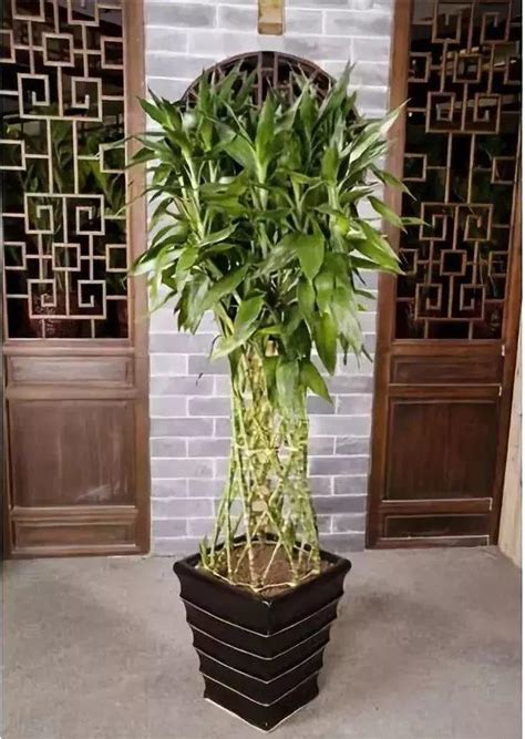 卧室摆放什么旺宅的植物风水不错_旺财旺宅的植物,第4张 卧室摆放什么旺宅的植物风水不错_旺财旺宅的植物,第4张