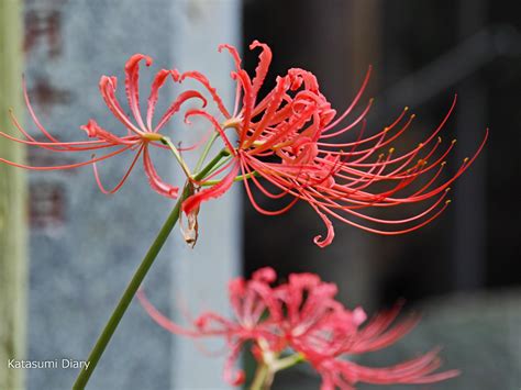 最容易招鬼的七种花_最容易招鬼的七种花图片,第4张