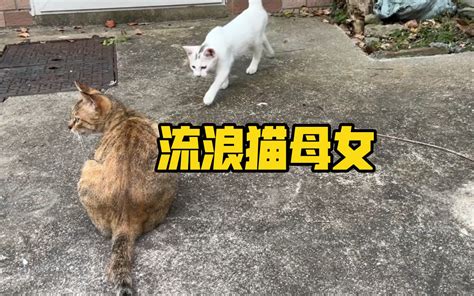 野猫进家有什么预兆_晚上野猫进家有什么预兆,第11张