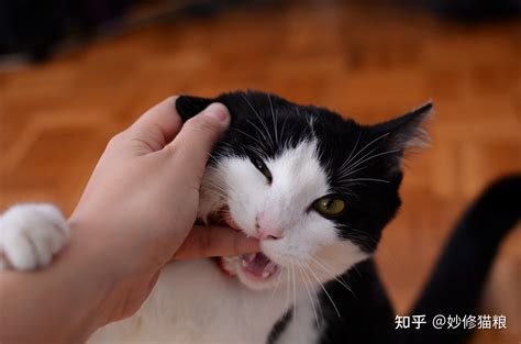 猫不请自来兆头_猫不请自来兆头送走不养可以吗？,第14张