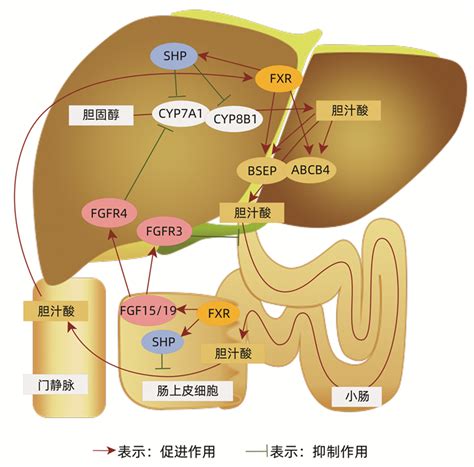 风水学来说芦荟开花预示什么_芦荟花干了有用吗,第14张