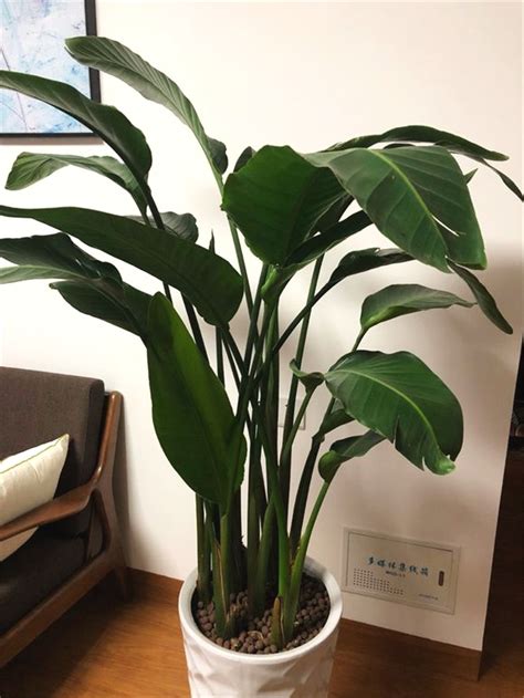 天堂鸟放客厅好吗_天堂鸟的寓意和象征风水,第15张 天堂鸟放客厅好吗_天堂鸟的寓意和象征风水,第15张