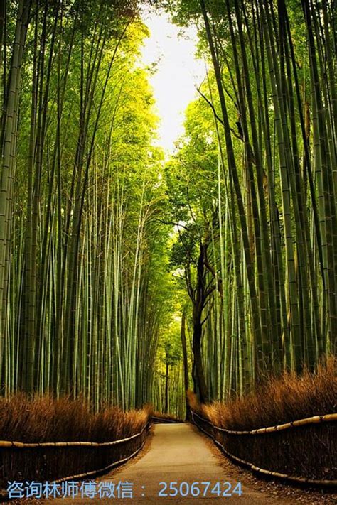 竹子的寓意和象征_竹子的寓意和象征风水,第12张 竹子的寓意和象征_竹子的寓意和象征风水,第12张