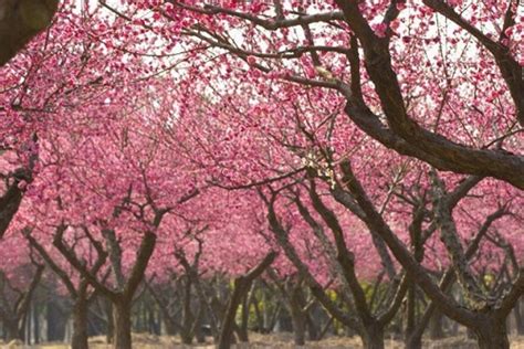 后院种什么树风水最好_后院风水适合种什么树,第4张