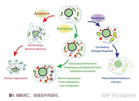 孔雀石的作用与好处_孔雀石佩戴禁忌,第5张