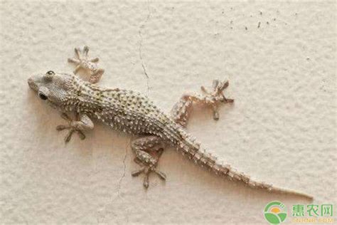 家里进壁虎的真正预兆_守住家财逃避灾祸(吉利象征),第16张 家里进壁虎的真正预兆_守住家财逃避灾祸(吉利象征),第16张