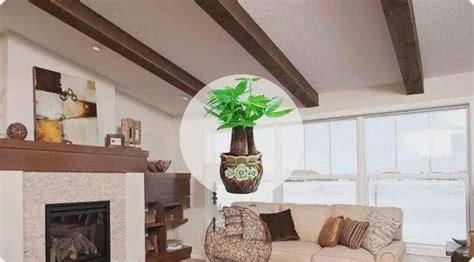 家里养铜钱草有什么风水禁忌_在家养铜钱草有什么讲究,第5张 家里养铜钱草有什么风水禁忌_在家养铜钱草有什么讲究,第5张