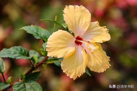 家里种绣球花风水好不好_绣球花十大忌讳,第24张