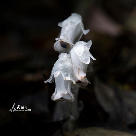 十种阴气重的花_十种阴气重的花图片,第17张