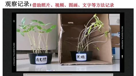 绣球花为什么叫招鬼花_绣球花养在家里吉利吗,第7张