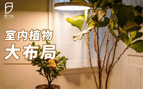 客厅摆什么植物风水好_客厅适合摆放哪些风水植物,第11张