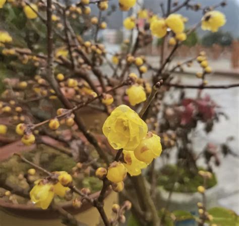 院子里不能栽桂花树吗_桂花树栽在院子里会影响风水吗,第5张