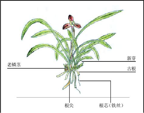 养什么花能给家里带来运气_养什么花能给家里带来运气和财运,第6张