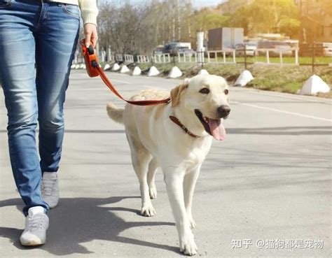 民间传说狗死挡灾_民间传说狗死挡灾的说法,第17张