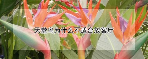 天堂鸟绿植寓意和象征_天堂鸟绿植放客厅风水好吗,第16张