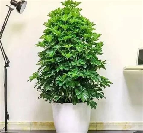 书房放什么植物风水好_书房适合摆放什么植物,第6张