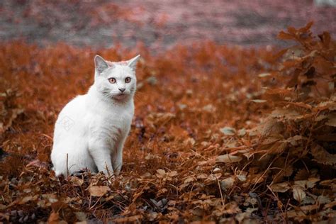 野猫进家有什么预兆_晚上野猫进家有什么预兆,第13张