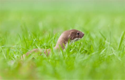 看见黄鼠狼有什么预兆_晚上看见黄鼠狼有什么预兆,第18张 看见黄鼠狼有什么预兆_晚上看见黄鼠狼有什么预兆,第18张