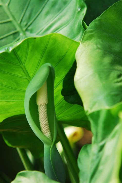 十大客厅风水植物_十大客厅风水植物旺财,第21张