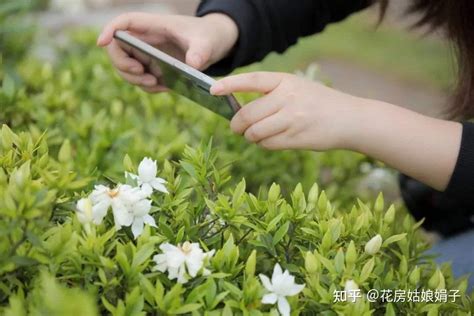 栀子花的寓意和象征风水_栀子花的寓意和象征风水作用,第25张 栀子花的寓意和象征风水_栀子花的寓意和象征风水作用,第25张