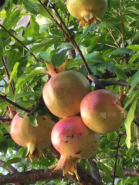 门前栽什么树风水好_门前栽什么树最吉利,第6张