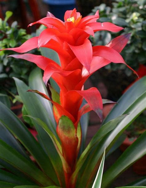 卧室摆放什么旺宅的植物风水不错_旺财旺宅的植物,第6张 卧室摆放什么旺宅的植物风水不错_旺财旺宅的植物,第6张