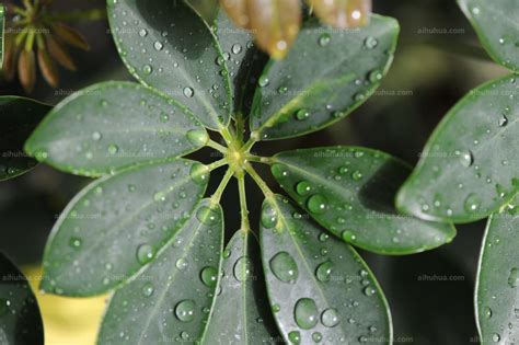 客厅最好养不容易死的植物_客厅最好养的植物排名,第6张