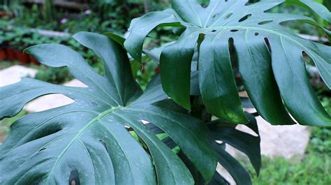 家宅适合摆放什么风水植物_家里风水适合放什么植物,第5张