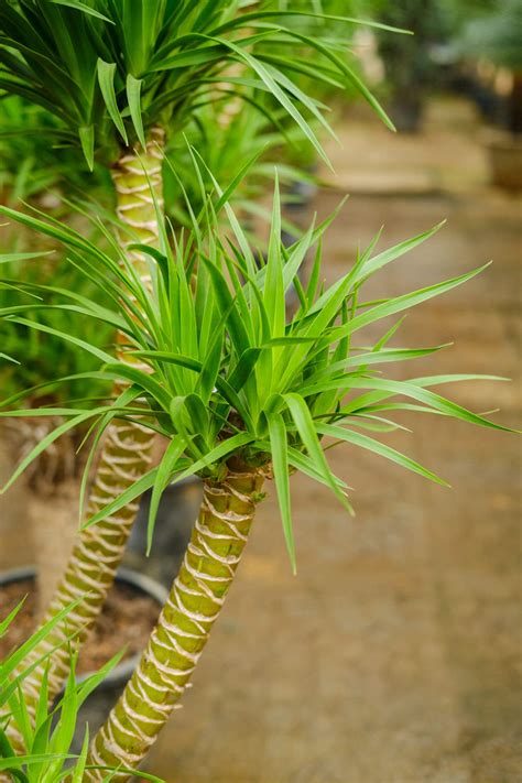 办公室风水植物_办公室最旺风水植物,第14张