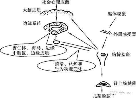 猫不请自来兆头_猫不请自来兆头送走不养可以吗？,第17张